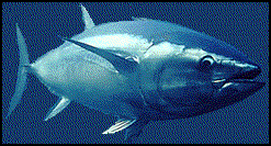 Albacore Tuna