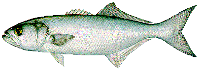 Gorilla Blue Fish - "Slammers"
