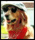golden retrievers
