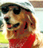 golden retrievers