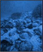 Scuba Diving