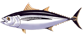 Albacore tuna