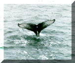 Humback Whales - Sounding
