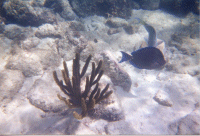 Grand Cayman - 8/25/98