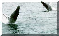 Humback Whales - Dual Breech!
