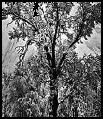 Ansel Adams