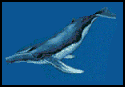 whales